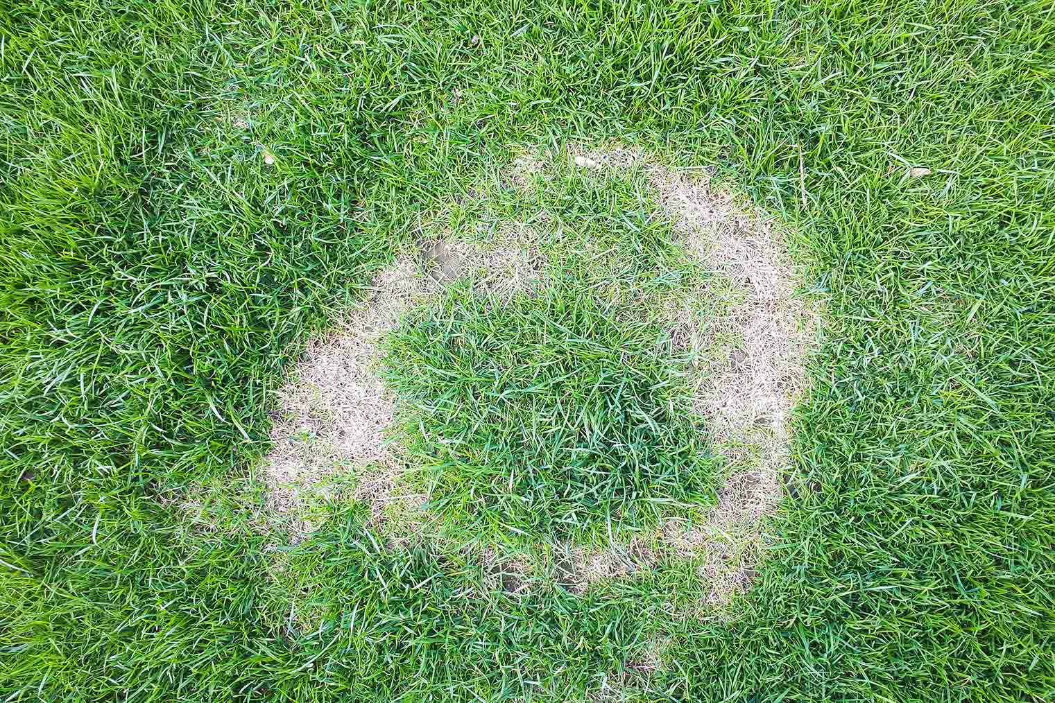 How To Identify And Treat Necrotic Ring Spot